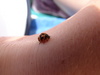 Tom's widdle camera friendly bug!