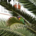 More of the local wildlife - what a poser!