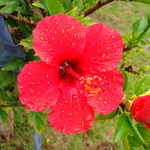 Perdy flower.