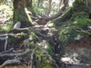 An example of the 'rooted' terrain we had to traverse