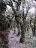 The Enchanged Forest!