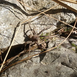 Tom's lunchtime friend was a spider the size of your fist ... No joke!