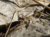 Tom's lunchtime friend was a spider the size of your fist ... No joke!