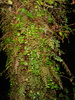 An example of the very strange foliage!