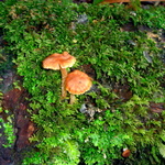 A widdle mushroom!