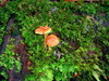 A widdle mushroom!