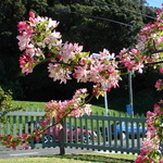Nothing but blossom
