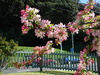 Nothing but blossom