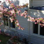 More Blossoms