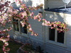 More Blossoms