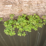 grow grow grow