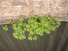 grow grow grow