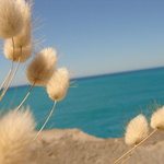 Bunny tails thrown in for luck