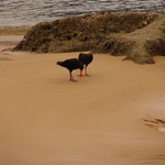 Birds on the beach