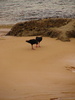 Birds on the beach