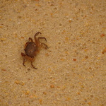 Our widdle friend, crabbie