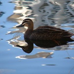 Duckie, who is your reflecting friend? 