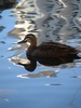 Duckie, who is your reflecting friend?

