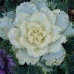 Cabbage flowers, yum!