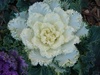 Cabbage flowers, yum!