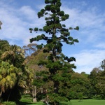 My what an interesting tree at the Botanicals