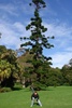 My what an interesting tree at the Botanicals
