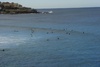 Seals, can I keep one?
