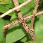 Millions of termites on a mission.