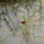 A widdle pink dragonfly.