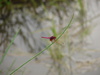 A widdle pink dragonfly.