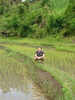 Tom in the rice fields