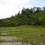 The natural irrigation system they used was amazing.