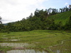 The natural irrigation system they used was amazing.