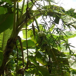 Green bananas growing in the bush.