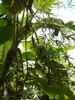 Green bananas growing in the bush.