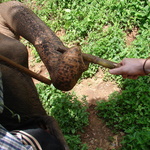 Feeding the elephant some sugar cane. It's trunk kept coming back for more.