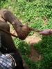 Feeding the elephant some sugar cane. It's trunk kept coming back for more.
