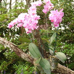 Orchids! Gini's fascination with them was almost on par with the Thai.