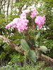 Orchids!  Gini's fascination with them was almost on par with the Thai.