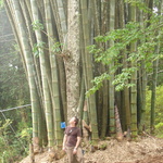 Not as massive as the biggest bamboo we've ever seen!