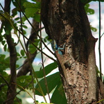 We spotted this blue lizard at lunch.