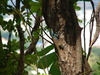 We spotted this blue lizard at lunch.