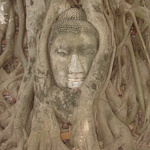 As well as tree bound buddhas.