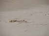 Widdle crabby!