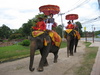 Fancy pants elephants.