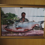 Now that's a fish! I'll take it deep fried thanks.