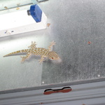 This gecko was about a foot long!