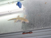 This gecko was about a foot long!