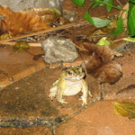 Neighbour froggy came to say hello