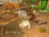 Neighbour froggy came to say hello